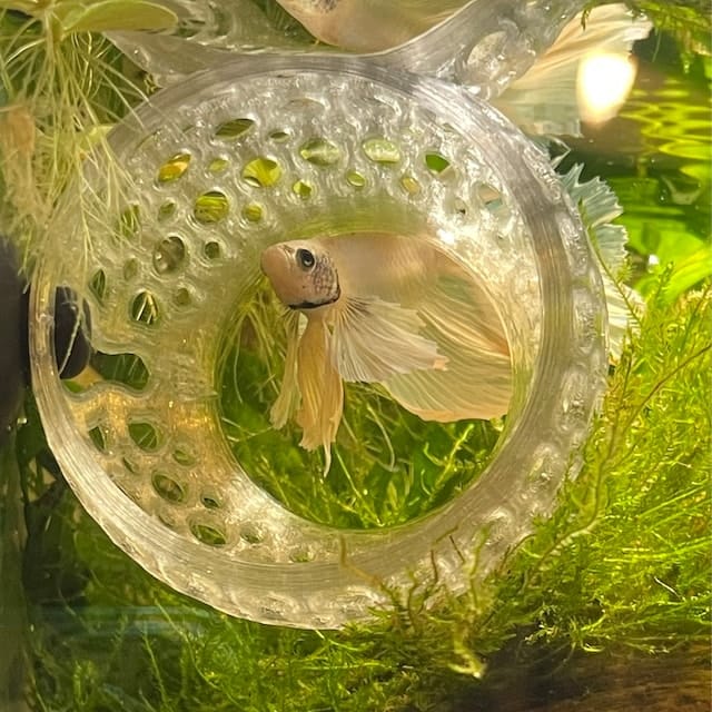 Customer photo review of Cave Lounge Hammock - Aquarium Ornament for Betta, Fish, and Shrimp
