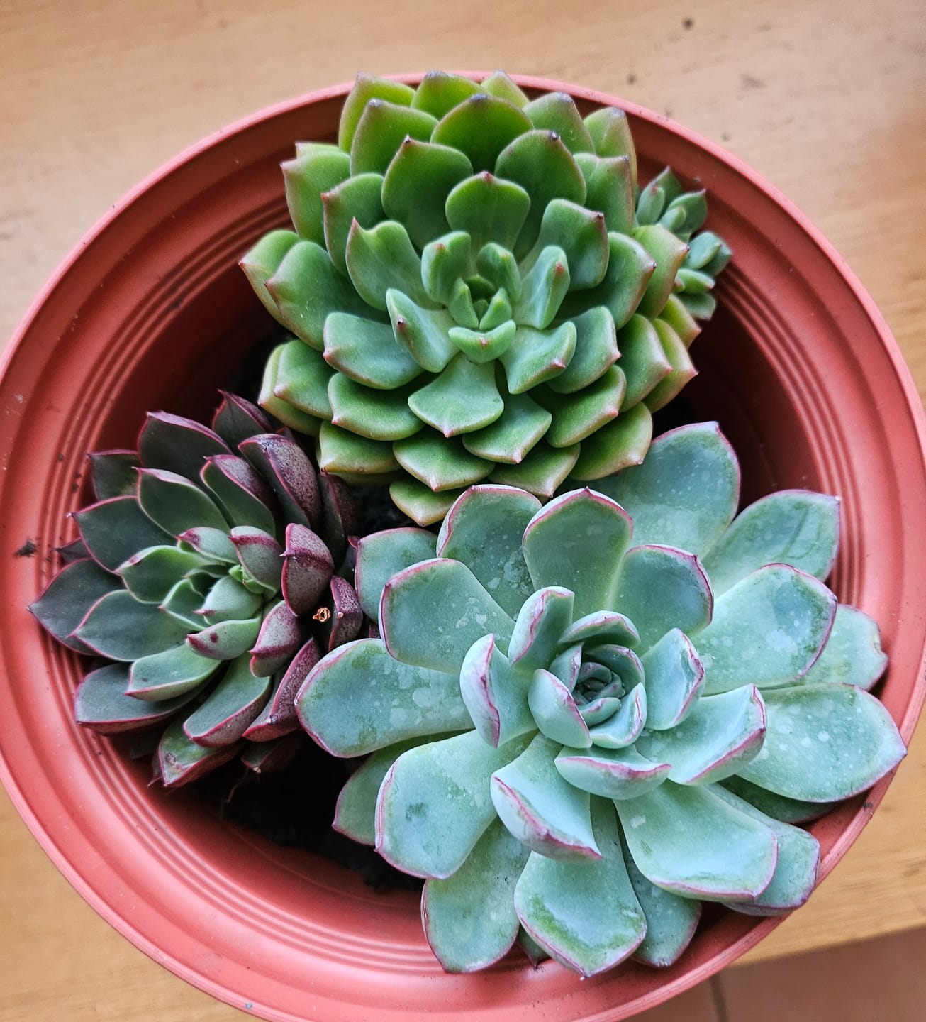 Customer photo review of Echeveria 'Pink Edge'