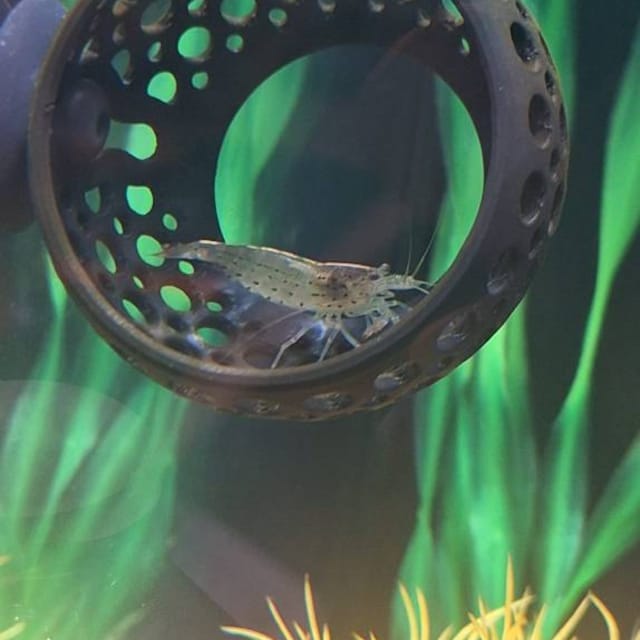 Customer photo review of Cave Lounge Hammock - Aquarium Ornament for Betta, Fish, and Shrimp