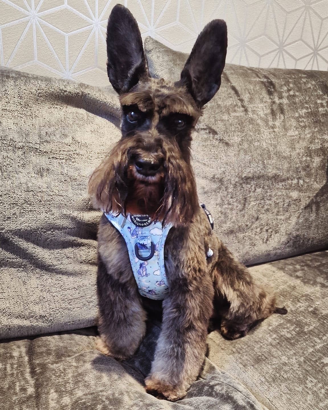 Customer photo review of Tough Trails™ Harness - Eeyore