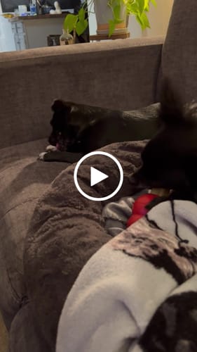 Customer video review of Small Yak Milk Dog Chews