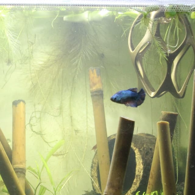 Customer photo review of Floating Betta Play-Ground w/wo Frozen Fish Food Feeding Station