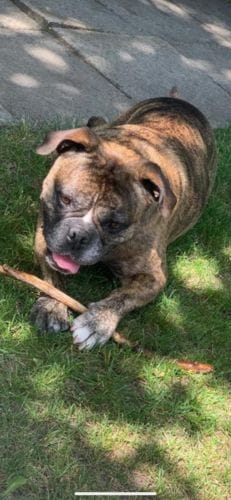 Customer photo review of Hundekekse - Apfel-Fenchel - 5.0 mg CBD - Total 1200 mg CBD (vegan)