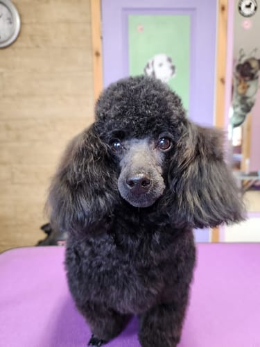 Customer photo review of Snow Angel