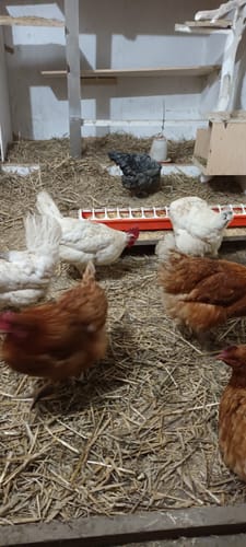 Customer photo review of BSF Larven - getrocknete Soldatenfliegenlarven