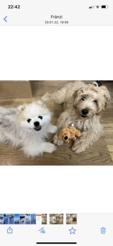Customer photo review of Hundekekse - Apfel-Fenchel - 0.5 mg CBD - Total 120 mg CBD (vegan)