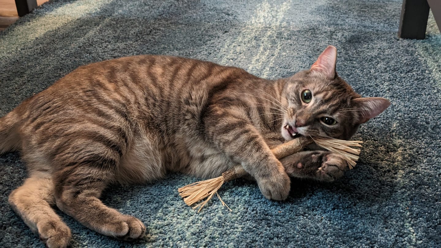 Customer photo review of RYERCAT Silvervine Cat Dental Sticks
