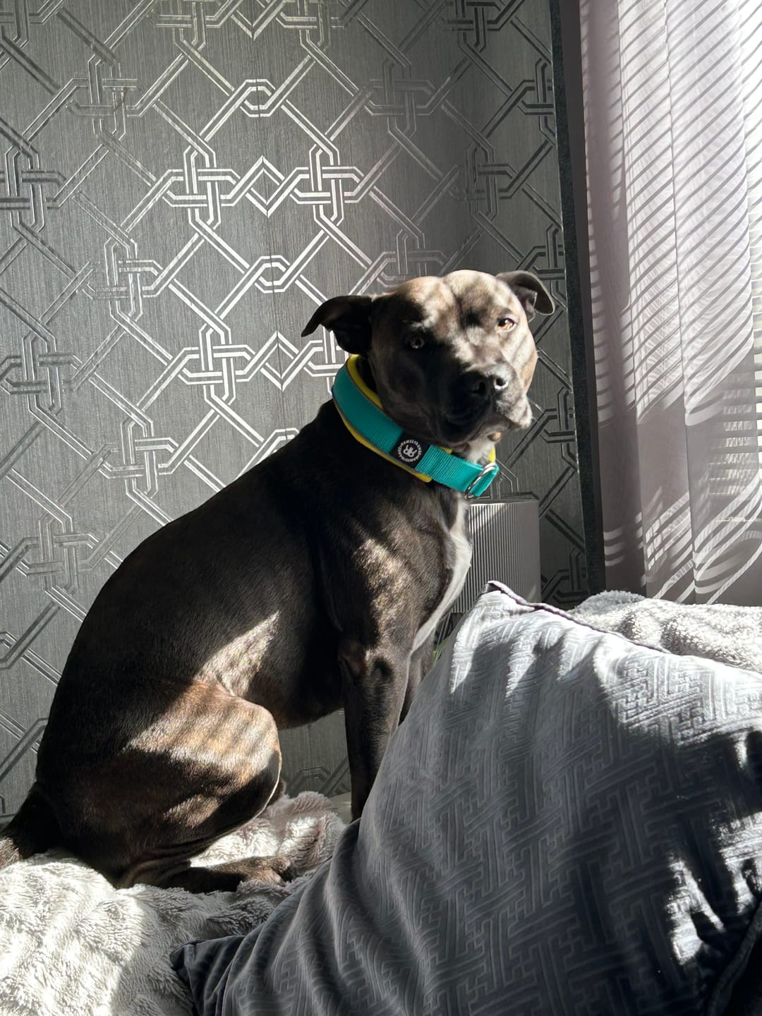 Customer photo review of 4cm Slip on Collar | Soft Padded & Reflective - Turquoise & Yellow v2.0