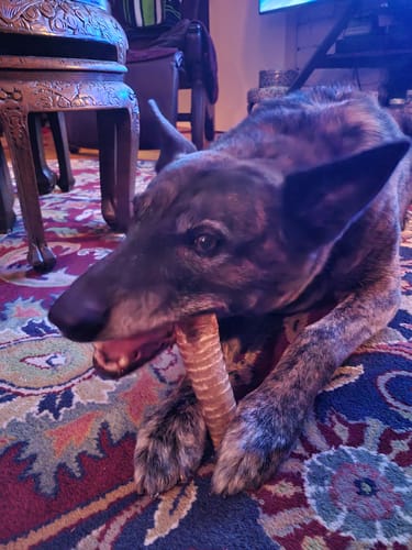 Customer photo review of Beef Trachea Tubes - 6 in