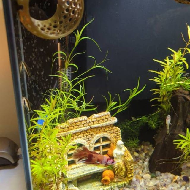 Customer photo review of Cave Lounge Hammock - Aquarium Ornament for Betta, Fish, and Shrimp
