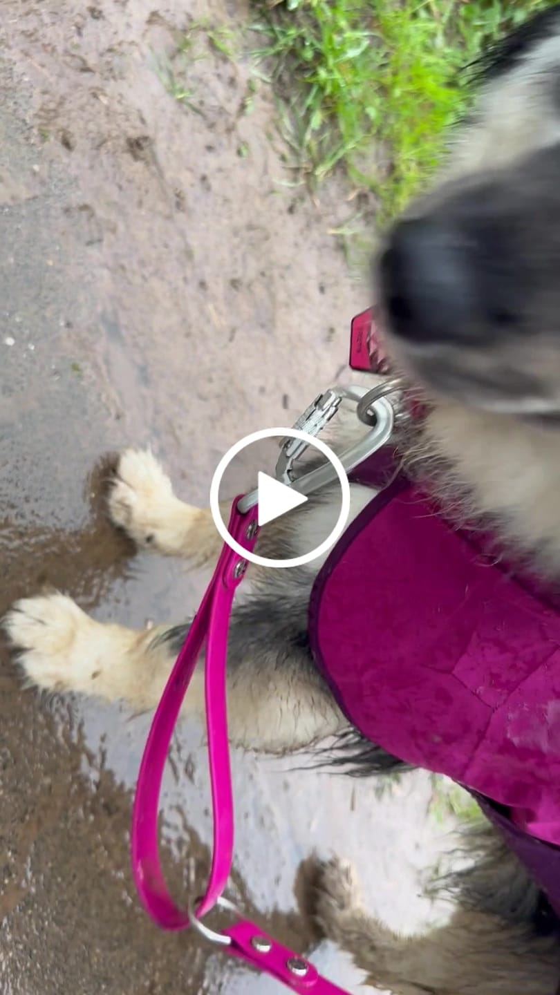Customer video review of The Multi QuickLead™ - Dog Leash