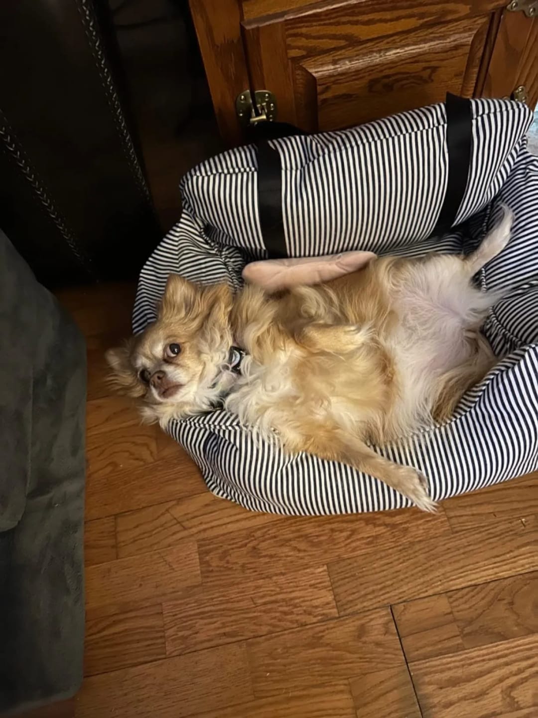 Customer photo review of Portable Car Bed