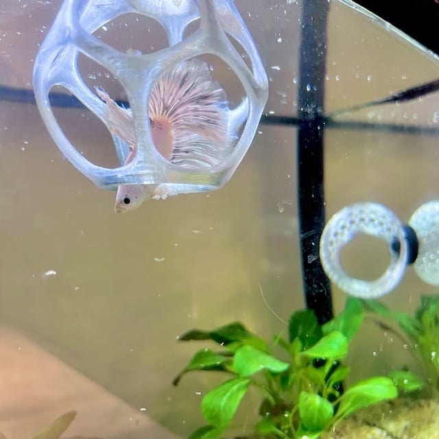 Customer photo review of Floating Betta Play-Ball w/wo Frozen Fish Food Feeder Cone