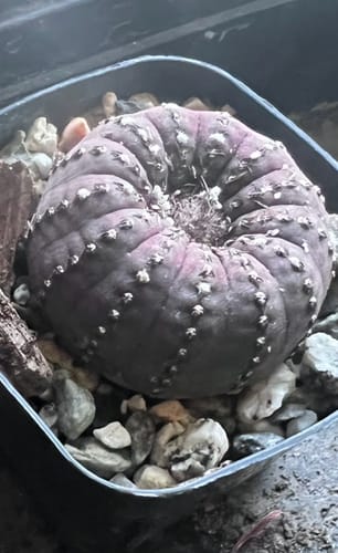Customer photo review of Frailea castanea | Frailea asterioides