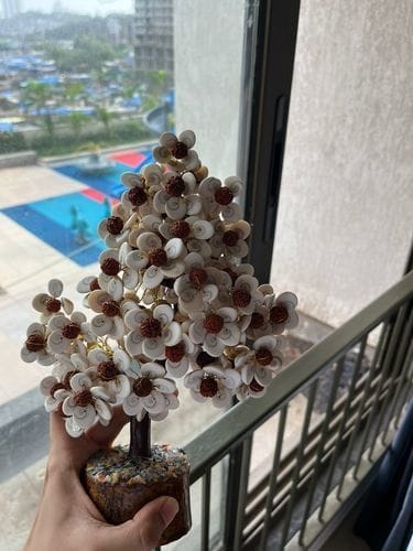 Customer photo review of Gomati Chakra Tree with Rudraksham