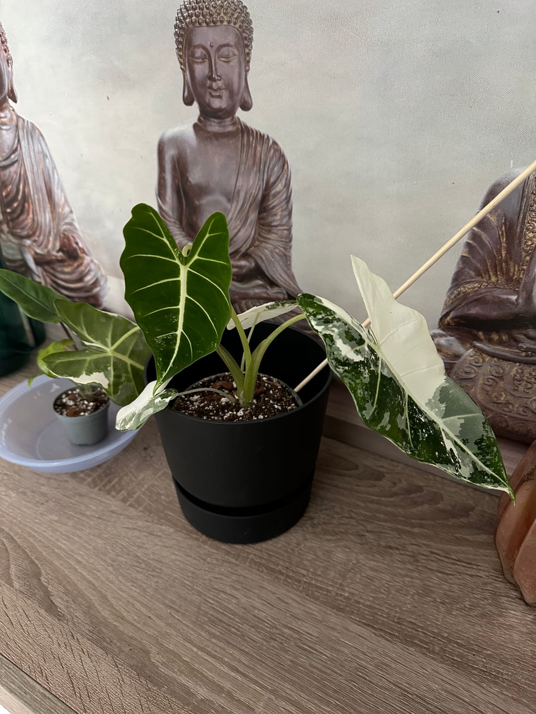 Customer photo review of ALOCASIA FRYDEK VARIEGATA
