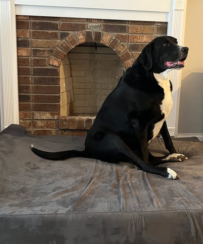 Customer photo review of Canine Cush Hip & Joint Chews