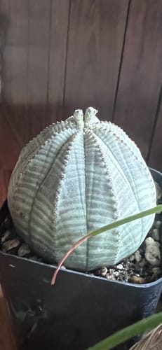 Customer photo review of Euphorbia Obesa