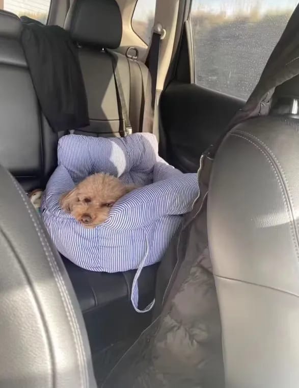 Customer photo review of Portable Car Bed