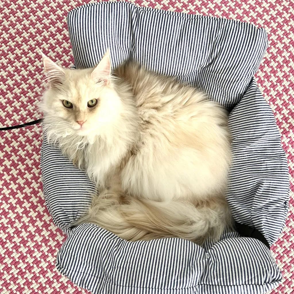 Customer photo review of Portable Car Bed