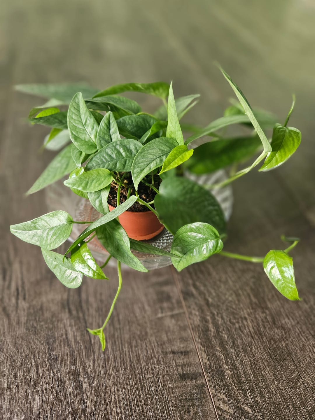 Customer photo review of Pothos Epipremnum pinnatum 'Cebu Blue'