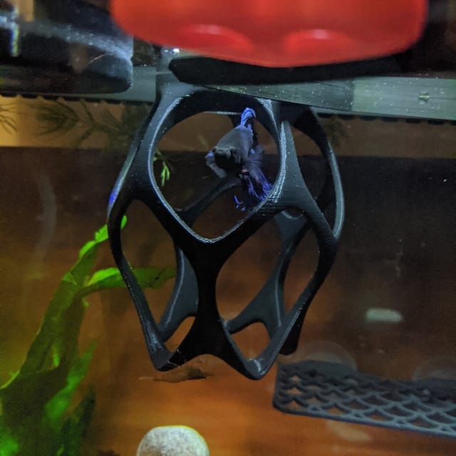 Customer photo review of Floating Betta Play-Ground w/wo Frozen Fish Food Feeding Station