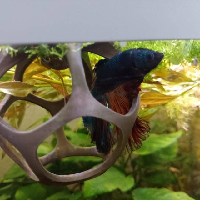 Customer photo review of Floating Betta Play-Ball w/wo Frozen Fish Food Feeder Cone