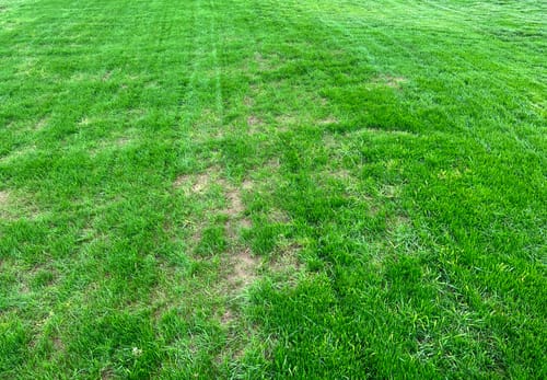 Customer photo review of GCI Turf Spreader Elite Grass Seed