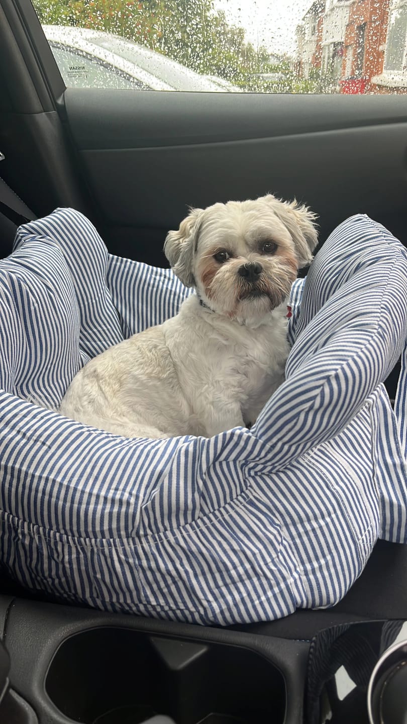 Customer photo review of Portable Car Bed