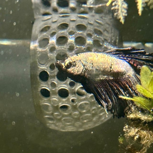 Customer photo review of Cave Lounge Hammock - Aquarium Ornament for Betta, Fish, and Shrimp