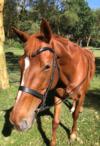 Customer photo review of Soft leather browband