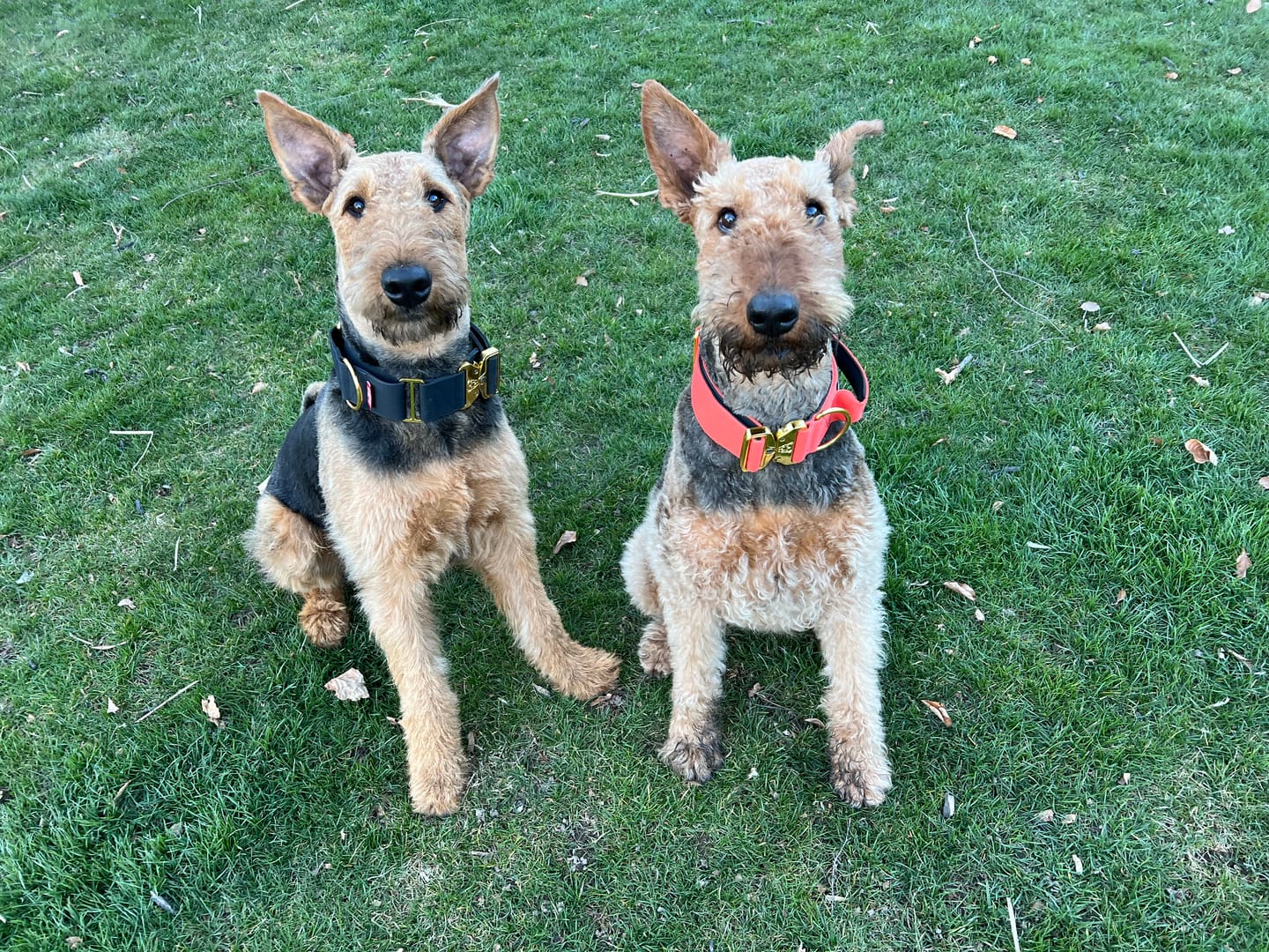 Customer photo review of 2" Tacti Luxe Dog Collar - Gold Cognac