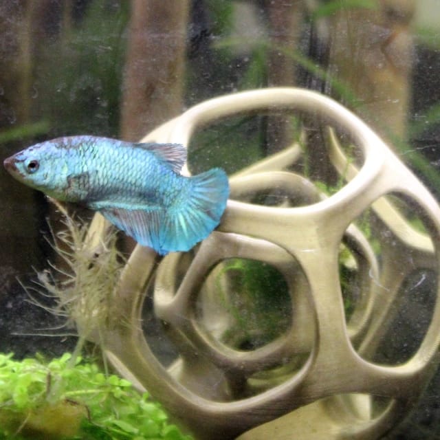 Customer photo review of Maze Hide, Large Shrimp House - Aquarium Shrimp and Fish Tank Decor
