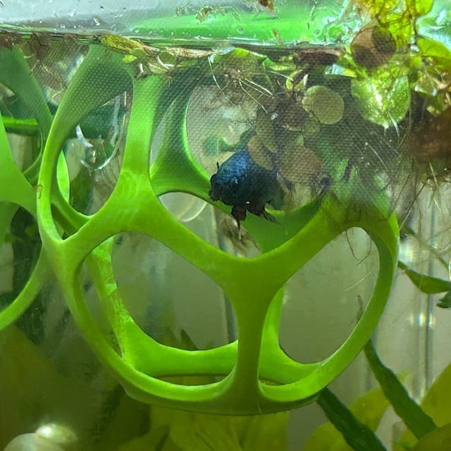 Customer photo review of Floating Betta Play-Ball w/wo Frozen Fish Food Feeder Cone