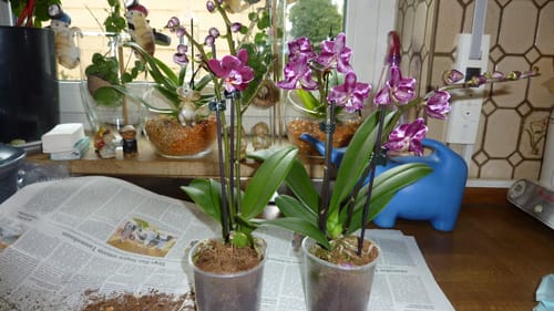 Customer photo review of Table Dance Aliyah Black mit dunkelbraunen Blüten und 2+ Stielen