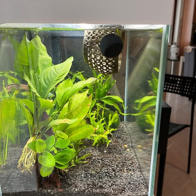 Customer photo review of Cave Lounge Hammock - Aquarium Ornament for Betta, Fish, and Shrimp