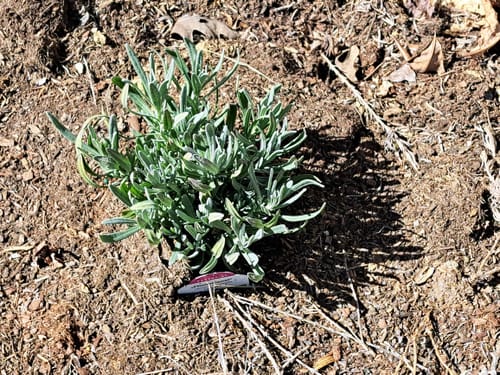 Customer photo review of Lavender Phenomenal 1 Gallon
