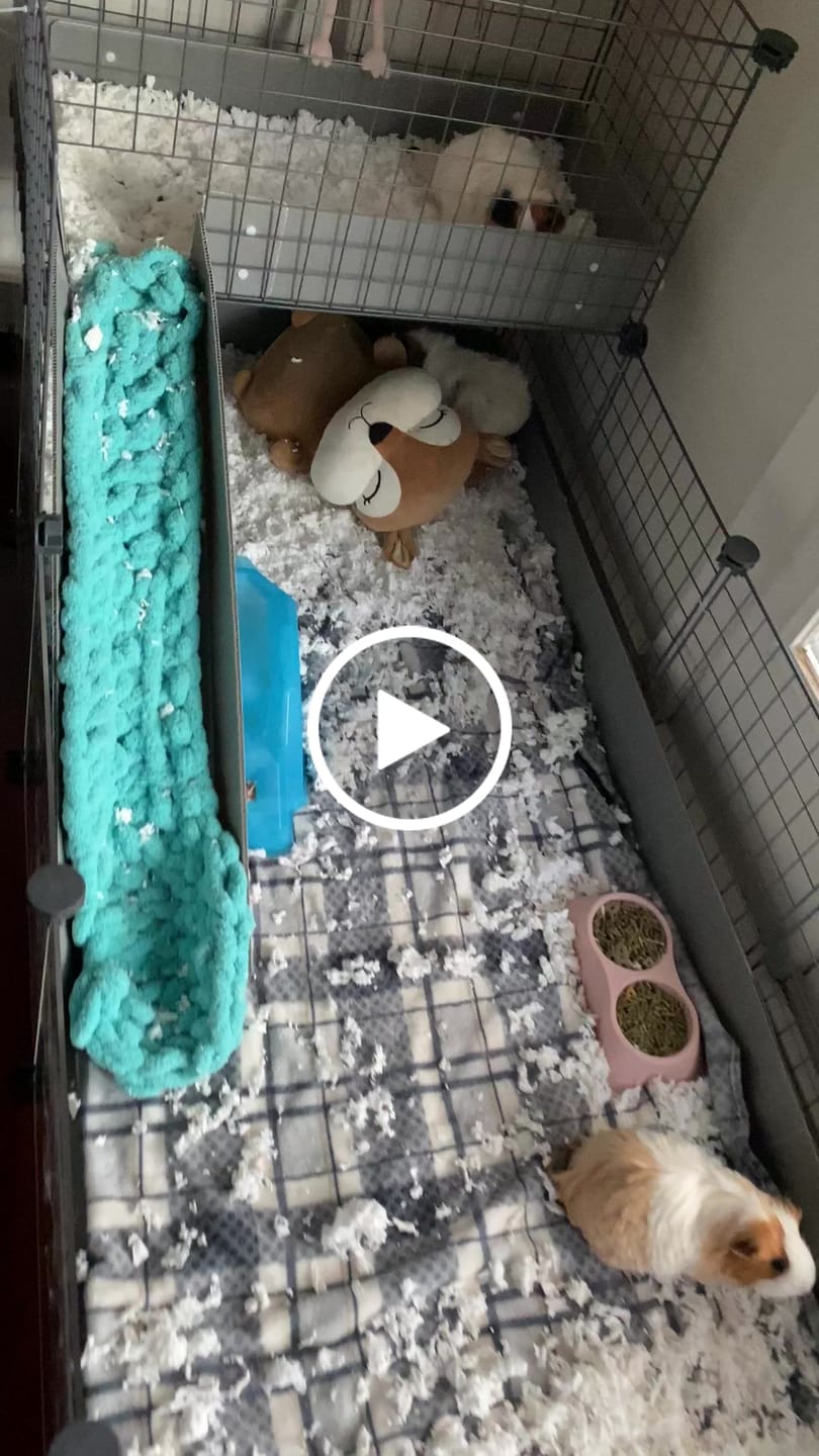 Customer video review of Piggy Condo C&C Cage with Balcony & Ramp
