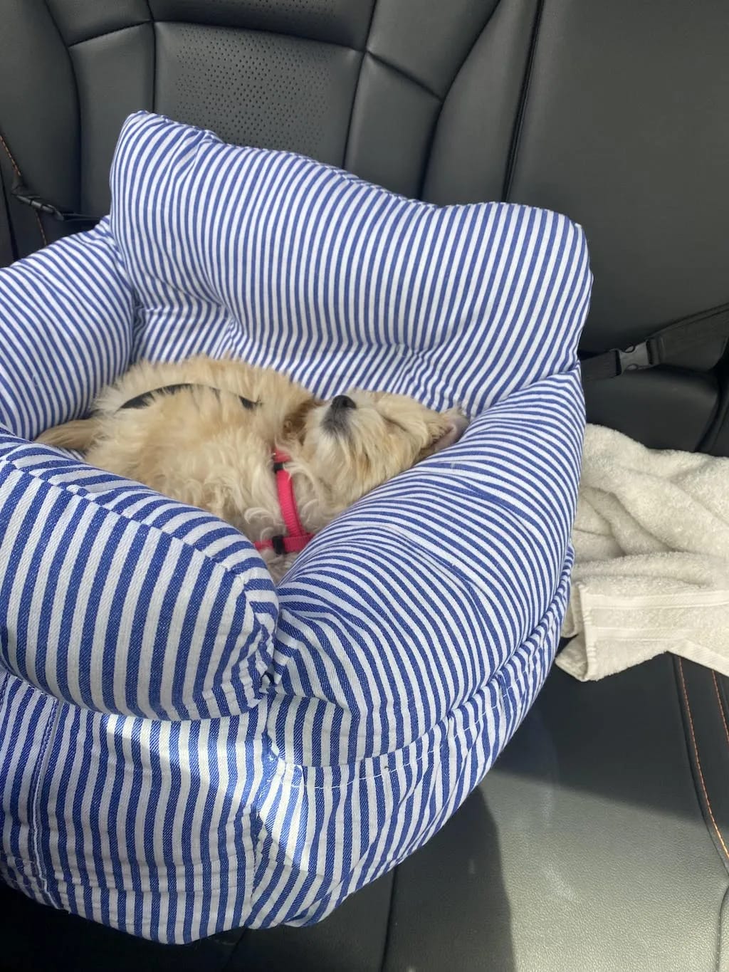 Customer photo review of Portable Car Bed