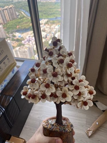 Customer photo review of Gomati Chakra Tree with Rudraksham