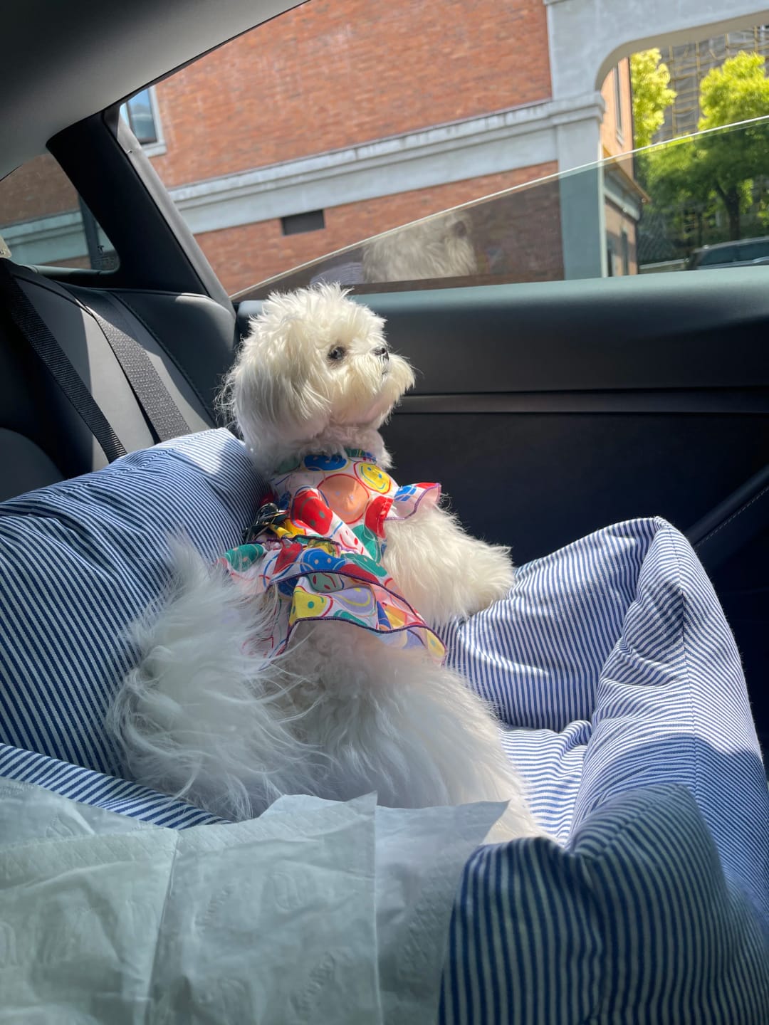 Customer photo review of Portable Car Bed
