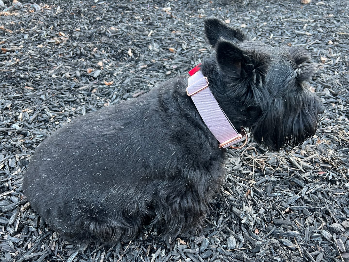Customer photo review of 1.5" Tacti Dog Collar Slim Luxe - Rose Gold - Sofia