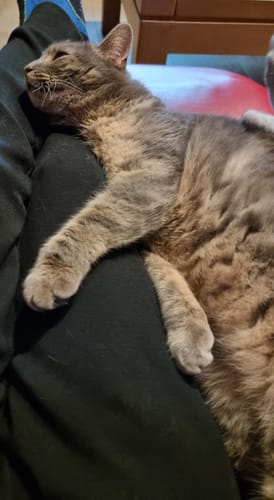 Avis photo d'un client sur Croquettes Chat Stérilisé Sans Céréales - Poulet