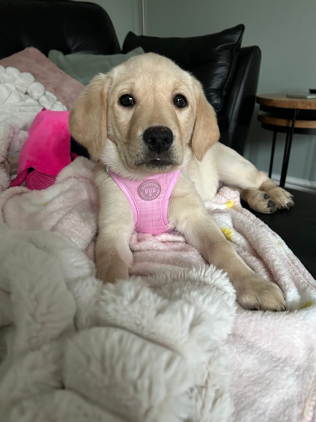 Customer photo review of Pawsome Pup Harness - Pink