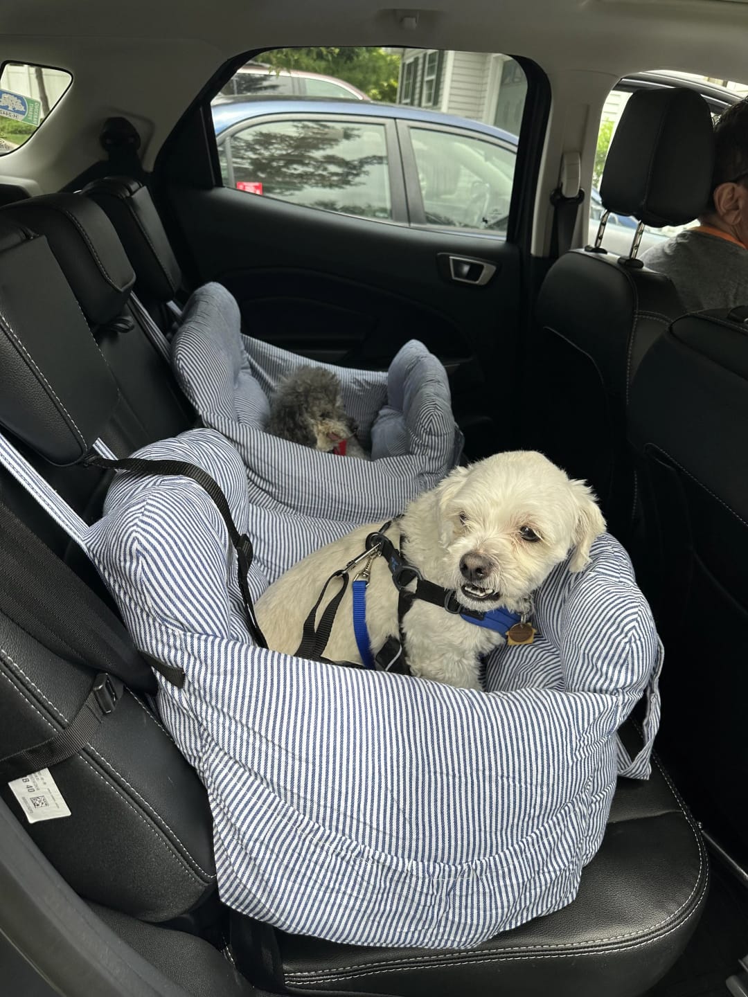 Customer photo review of Portable Car Bed