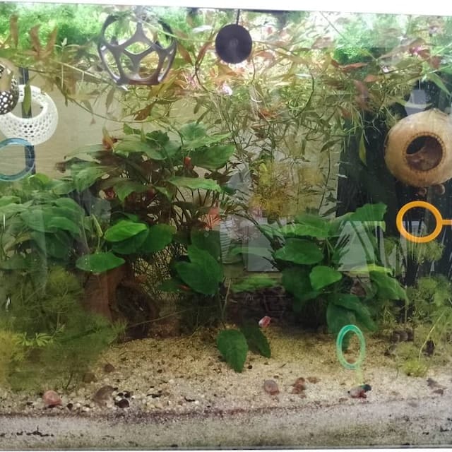 Customer photo review of Cave Lounge Hammock - Aquarium Ornament for Betta, Fish, and Shrimp