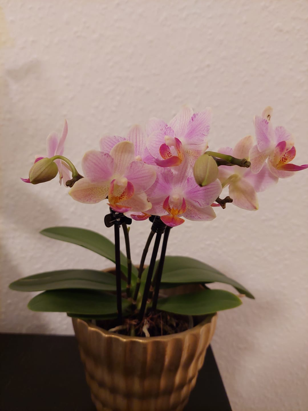 Customer photo review of Table Dance Pia mit rosa Blüten und 3+ Stielen