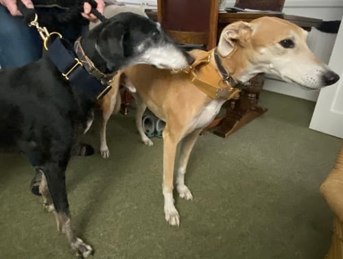 Customer photo review of Martingale Collars - Soft with Brass Fittings