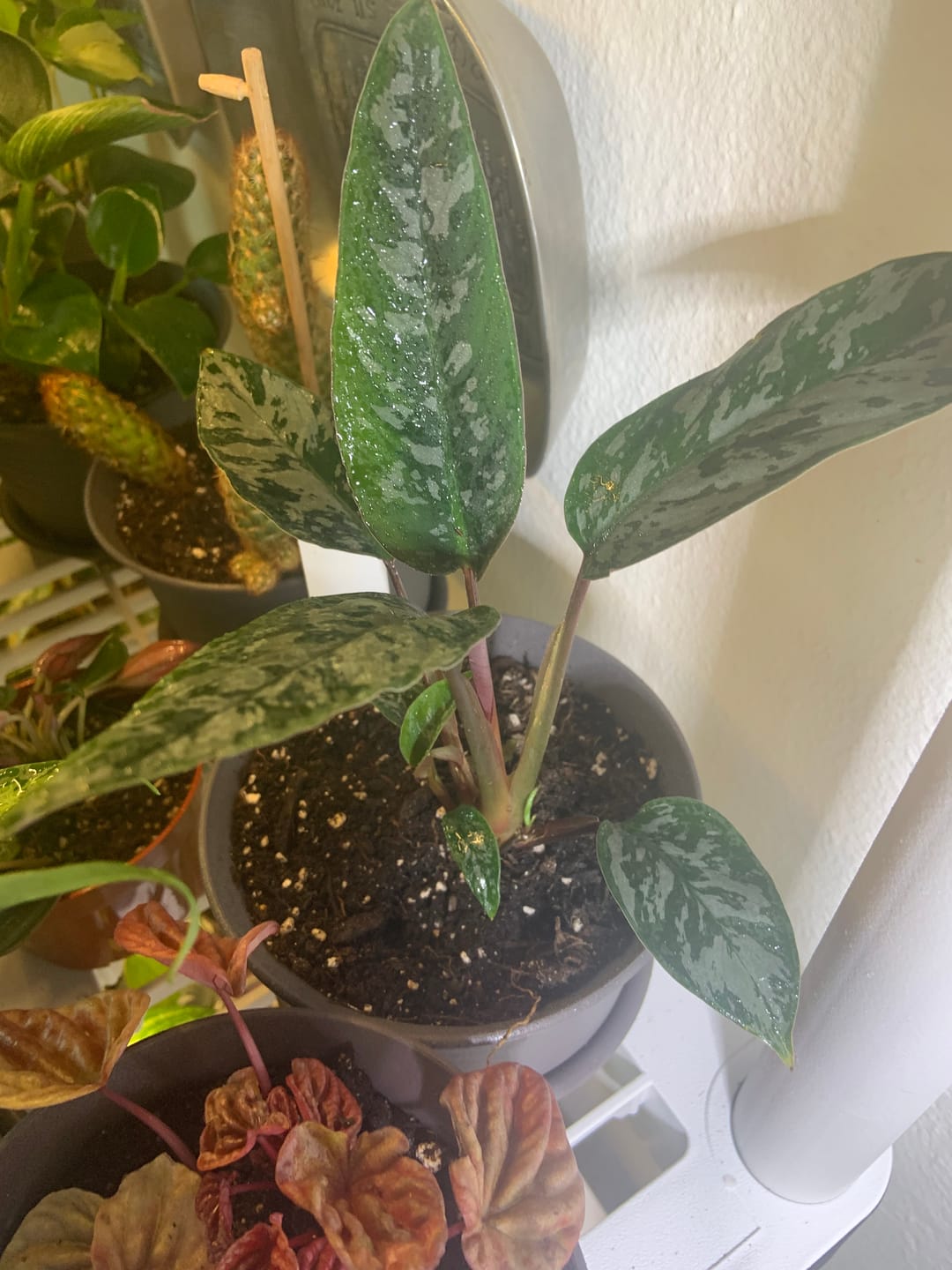 Customer photo review of Apoballis acuminatissima 'Lavallaei'