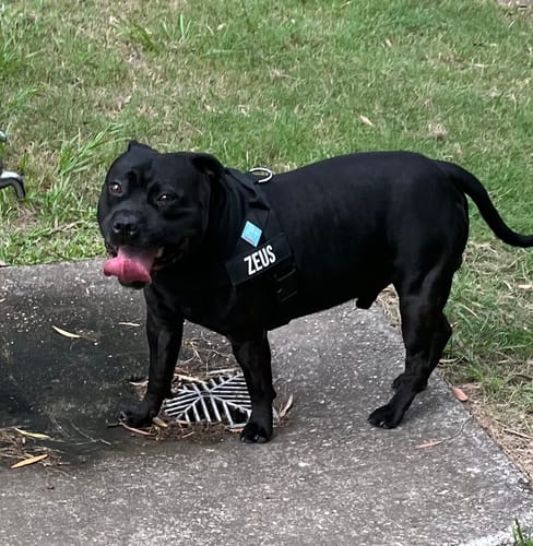 Customer photo review of Dog Lovers Pack